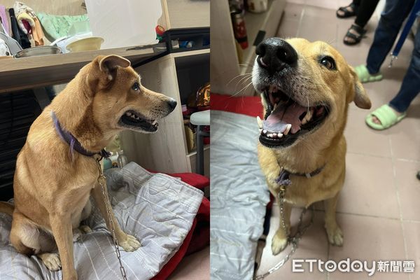 ▲台南黃狗被當畫布！連3天「全身塗滿紅漆」　猛搖尾巴仍相信人類。（圖／粉專「我的小浪貨」提供）