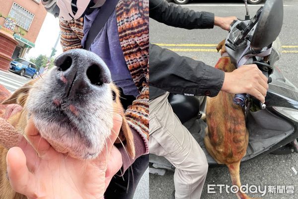 ▲台南黃狗被當畫布！連3天「全身塗滿紅漆」　猛搖尾巴仍相信人類。（圖／粉專「我的小浪貨」提供）