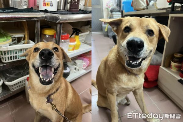 ▲台南黃狗被當畫布！連3天「全身塗滿紅漆」　猛搖尾巴仍相信人類。（圖／粉專「我的小浪貨」提供）
