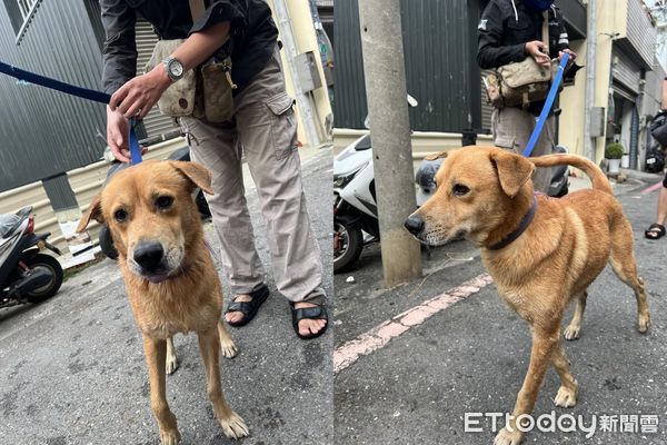 ▲台南黃狗被當畫布！連3天「全身塗滿紅漆」　猛搖尾巴仍相信人類。（圖／粉專「我的小浪貨」提供）