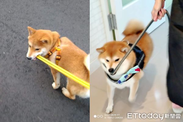 d7377942 ▲▼柴柴年輕咬牽繩帶媽跑 長大「大叔化」貼牆擠出3下巴:喜歡躺躺。(圖/柴柴粉專授權提供)