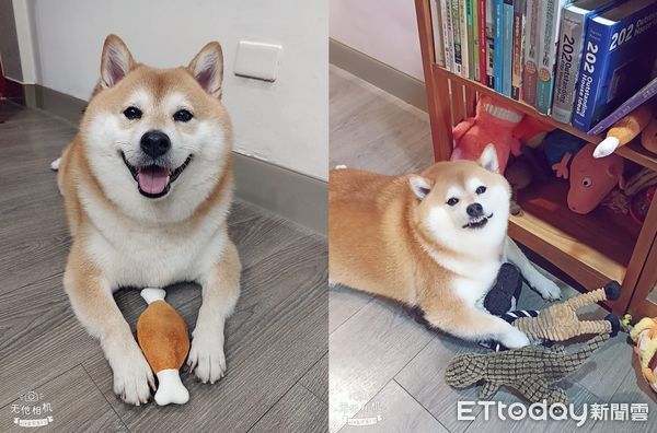 d7377943 ▲▼柴柴年輕咬牽繩帶媽跑 長大「大叔化」貼牆擠出3下巴:喜歡躺躺。(圖/柴柴粉專授權提供)