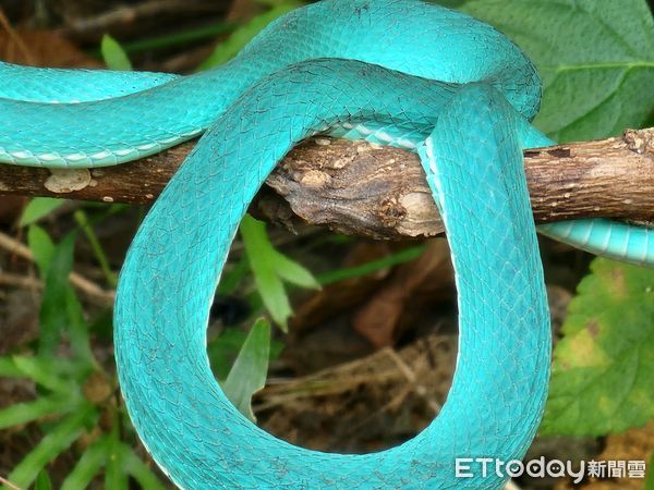d7378045 ▲超罕見「Tiffany藍」螢光美蛇現蹤 身分曝光羨煞網:遇到色違版。(圖/拍攝者蘇方琥提供)