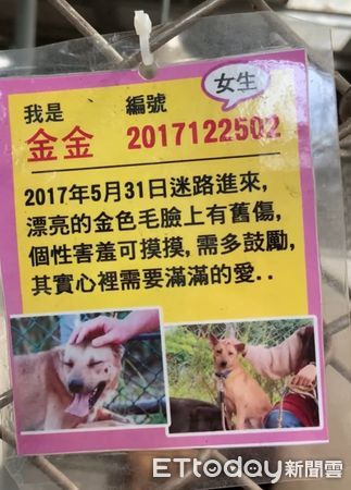 ▲▼收容所待6年和8年！兩汪剩彼此失落縮角落　等家到嘴角白了。（圖／民眾提供）