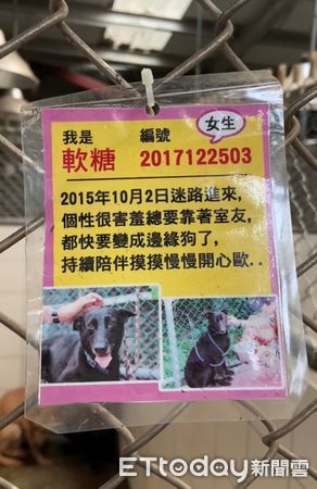 ▲▼收容所待6年和8年！兩汪剩彼此失落縮角落　等家到嘴角白了。（圖／民眾提供）