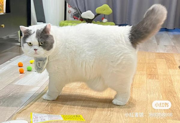 英國短毛貓胖丁。（圖／翻攝自小紅書@胖丁的小日子）