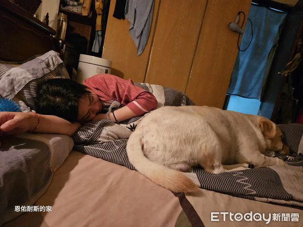 ▲「45Kg大胖狗」每天鬼壓床重壓胸膛！　媽憂心：怕老公睡夢中猝死（圖／網友陳韻妃提供，請勿隨意翻拍，以免侵權。）
