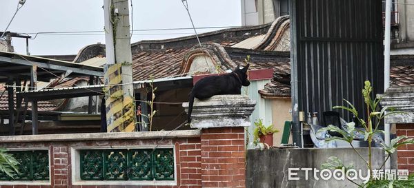▲▼忘了自己是狗？路遇「貓化歐告」牆上母雞蹲　千人笑：會喵喵叫嗎。（圖／網友張先生提供）