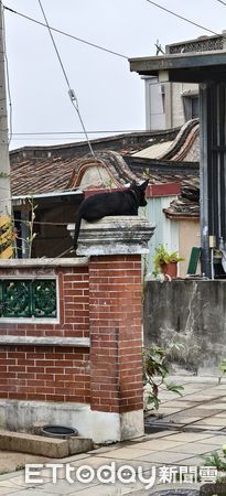 ▲▼忘了自己是狗？路遇「貓化歐告」牆上母雞蹲　千人笑：會喵喵叫嗎。（圖／網友張先生提供）