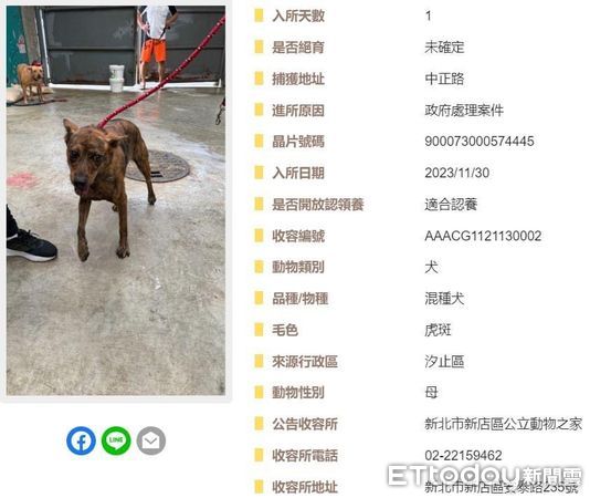 d7380002 ▲嚇壞了!「虎斑狗發抖」縮在汐止交流道橋上 他開車路過急找救援(圖/網友比比先生提供,請勿隨意翻拍,以免侵權。)