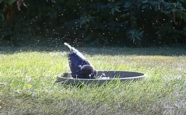 d7380098 烏鴉PK禿鷲成功。(圖/翻攝自Youtube@Mid-Atlantic Backyard)
