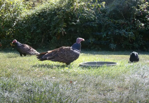 d7380099 烏鴉PK禿鷲成功。(圖/翻攝自Youtube@Mid-Atlantic Backyard)