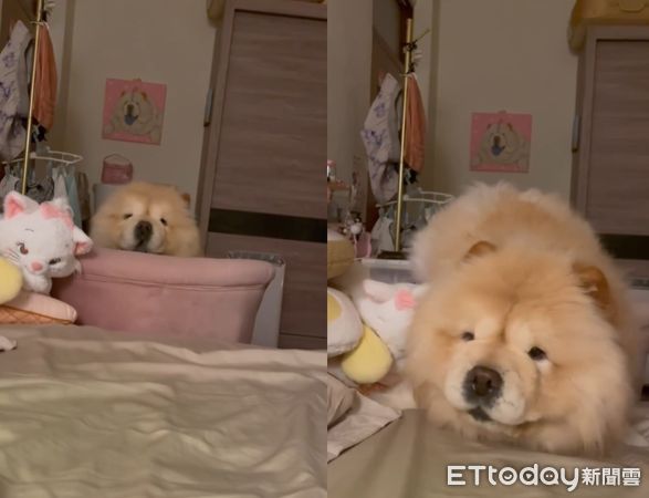 ▲聽到有人咳嗽！鬆獅犬「努力爬上床」關心　媽大讚：可愛小護士（圖／網友Didi爸提供，請勿隨意翻拍，以免侵權。）