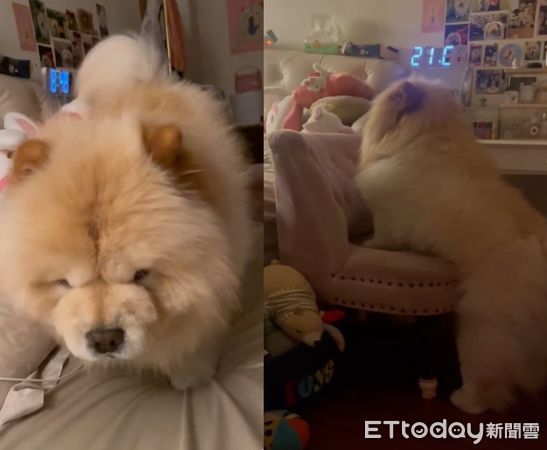 ▲聽到有人咳嗽！鬆獅犬「努力爬上床」關心　媽大讚：可愛小護士（圖／網友Didi爸提供，請勿隨意翻拍，以免侵權。）