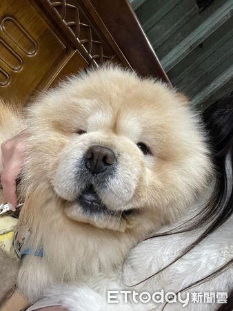 ▲聽到有人咳嗽！鬆獅犬「努力爬上床」關心　媽大讚：可愛小護士（圖／網友Didi爸提供，請勿隨意翻拍，以免侵權。）