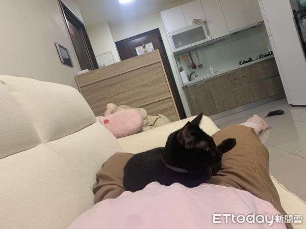 ▲每次到了放假時光，腿上總是自動長出兩隻貓。（圖／網友胡妮妮提供，請勿隨意翻拍，以免侵權。）
