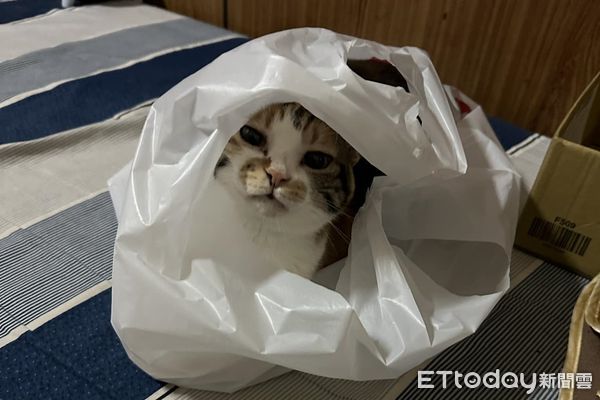 ▲▼2年前用塑膠袋撈回家！　溼淋淋小貓「V臉→圓臉」最愛小窩仍是它。（圖／飼主王先生提供）