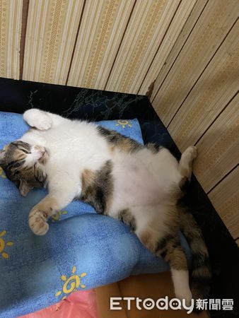 ▲▼2年前用塑膠袋撈回家！　溼淋淋小貓「V臉→圓臉」最愛小窩仍是它。（圖／飼主王先生提供）
