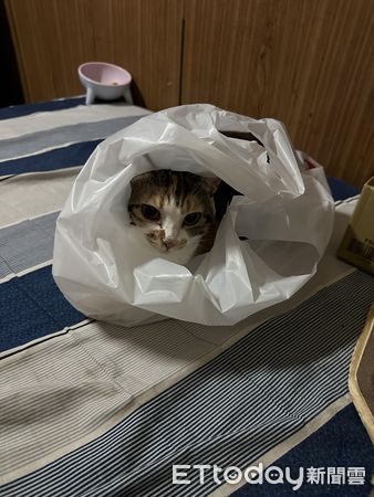▲▼2年前用塑膠袋撈回家！　溼淋淋小貓「V臉→圓臉」最愛小窩仍是它。（圖／飼主王先生提供）