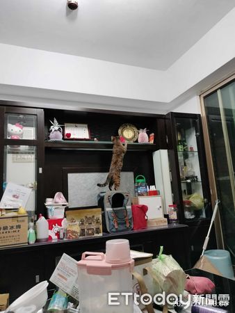 ▲▼2狂貓「變身碎紙機」幫忙開箱！　媽見傷亡名單心累：求料理方式。（圖／飼主陳小姐提供）