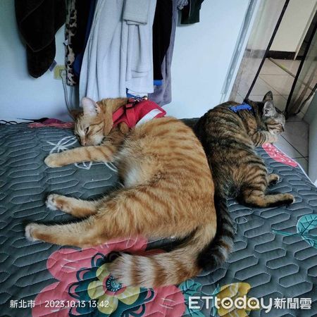 ▲▼2狂貓「變身碎紙機」幫忙開箱！　媽見傷亡名單心累：求料理方式。（圖／飼主陳小姐提供）
