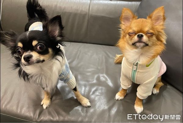 吉娃娃一穿上生理褲就舉腳。（圖／飼主Eva Chen提供）
