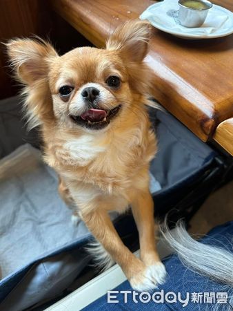 吉娃娃一穿上生理褲就舉腳。（圖／飼主Eva Chen提供）