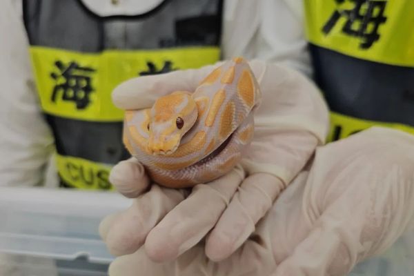 ▲▼香港入境深圳遭福田口岸截查　黑衣女雙側褲兜竟藏6條瀕危活蛇。（圖／翻攝自微博）