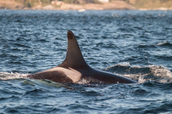 d7383329 ▲▼殺人鯨。(示意圖/達志影像/newscom)