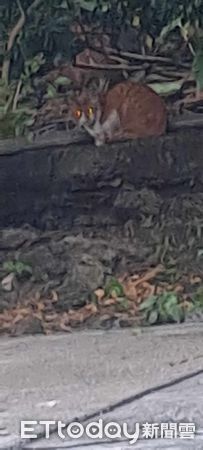 ▲▼泰山工廠大火！4流浪幼貓「臉被燻黑」驚慌逃出　嚇到不敢吃飯。（圖／志工熊姨提供）