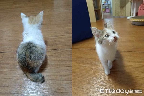 ▲小三花討摸完「黏腳邊不走了」　她一把抱上車：買鴨翅就收編浪浪。（圖／飼主Elaine Chen提供）