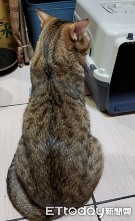 d7383725 ▲媽頭疼不舒服…感動貓「碰手手安慰」 下秒見心碎畫面:眼淚還來(圖/網友熊唄唄提供,請勿隨意翻拍,以免侵權。)