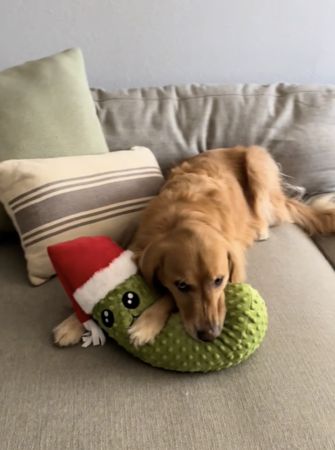 d7383809 ▲▼ Chance阿金。(圖/翻攝自TikTok/@chancethepupper)