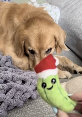 d7384320 ▲錢斯小酸黃瓜。(圖/翻攝自TikTok/@chancethepupper)