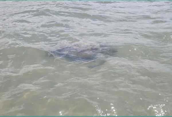 ▲▼  格倫     。（圖／翻攝自Facebook／Turtles In Trouble Rescue Inc)