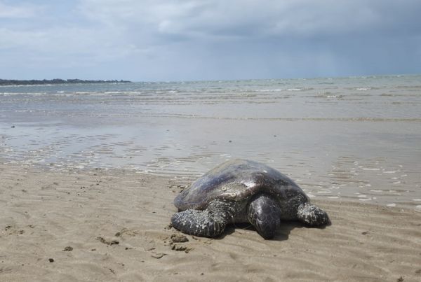 ▲▼  格倫     。（圖／翻攝自Facebook／Turtles In Trouble Rescue Inc)