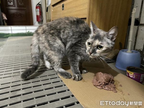 d7384418 ▲房客欠租失蹤!破門驚見「貓咪獨居半年」快餓死 屋內長蛆變廢墟。(圖/莫仲介授權提供)