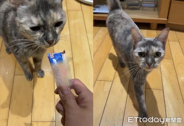d7384419 ▲房客欠租失蹤!破門驚見「貓咪獨居半年」快餓死 屋內長蛆變廢墟。(圖/莫仲介授權提供)