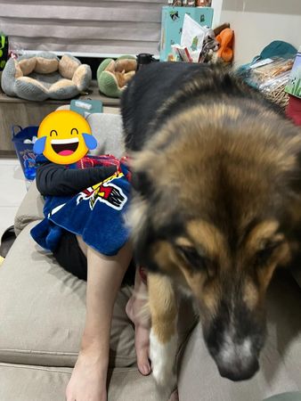▲▼媽確診發高燒「41KG暖暖包」秒趴上身關心　她嘆：要我早日升天？（圖／有點毛毛的／粉專「大熊與FiFi的反差萌日記」提供）