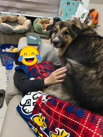 ▲▼媽確診發高燒「41KG暖暖包」秒趴上身關心　她嘆：要我早日升天？（圖／有點毛毛的／粉專「大熊與FiFi的反差萌日記」提供）