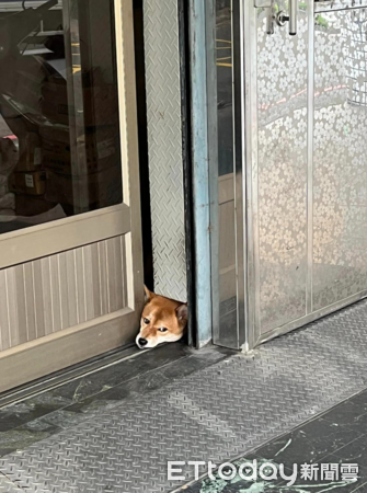 ▲路邊門口「掉一隻狗頭」嚇到！女飼主走近看笑翻：還以為是抱枕（圖／網友王小姐提供，請勿隨意翻拍，以免侵權。）