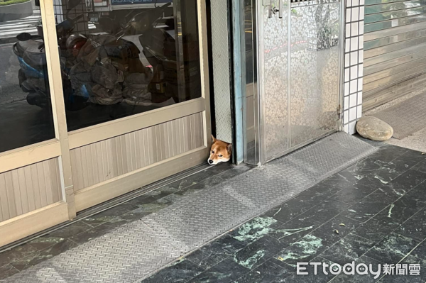 ▲路邊門口「掉一隻狗頭」嚇到！女飼主走近看笑翻：還以為是抱枕（圖／網友王小姐提供，請勿隨意翻拍，以免侵權。）