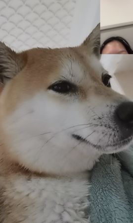 d7384688 ▲▼ 小寶 柴犬。(圖/翻攝自抖音@txxx)