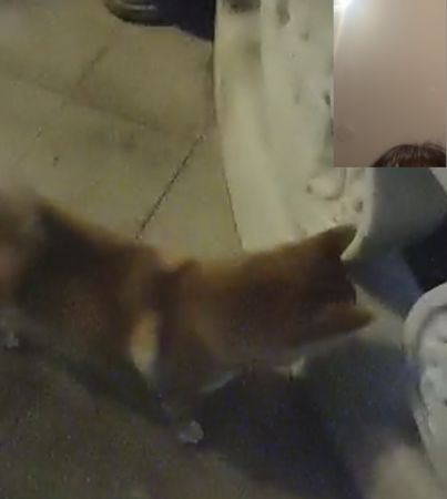 d7384689 ▲▼ 小寶 柴犬。(圖/翻攝自抖音@txxx)
