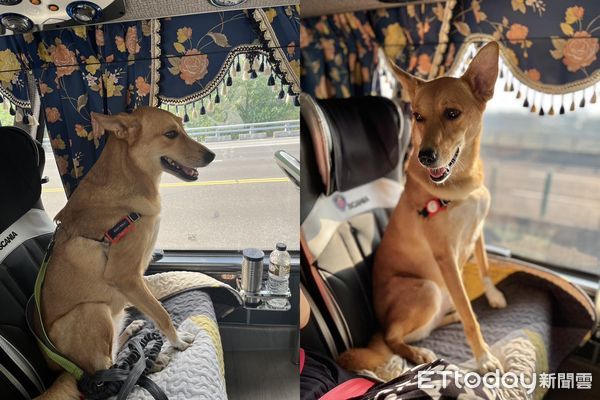 ▲▼米克斯犬「吉祥」。（圖／飼主劉芝庭提供）