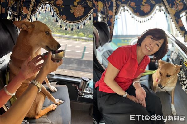 ▲▼米克斯犬「吉祥」。（圖／飼主劉芝庭提供）