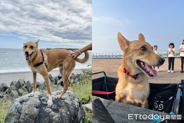 ▲▼米克斯犬「吉祥」。（圖／飼主劉芝庭提供）