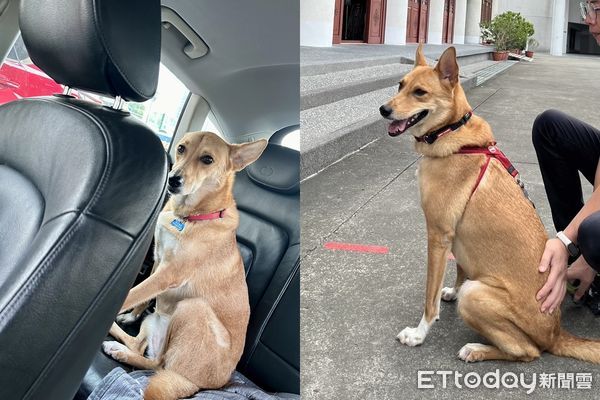 ▲▼米克斯犬「吉祥」。（圖／飼主劉芝庭提供）