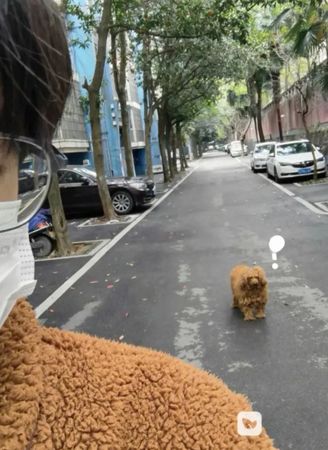 ▲▼穿棕色毛衣「撞衫路邊狗狗」　牠眼神凝重笑翻網：穿的是我大舅？（圖／翻攝自小紅書@5546047587）