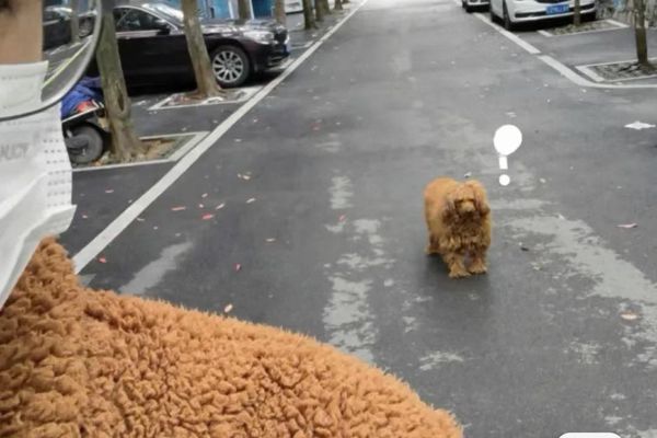 ▲▼穿棕色毛衣「撞衫路邊狗狗」　牠眼神凝重笑翻網：穿的是我大舅？（圖／翻攝自小紅書@5546047587）